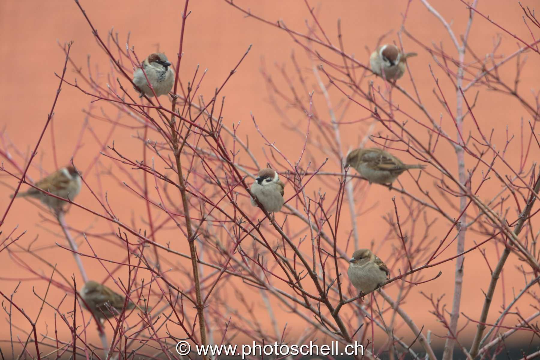 Oiseaux