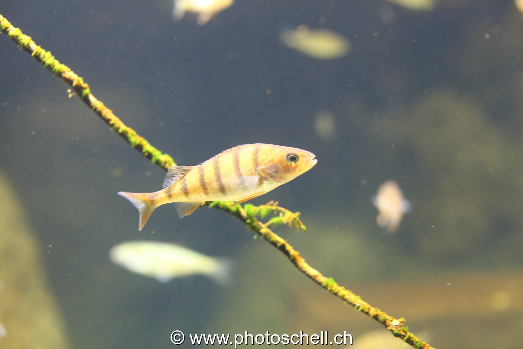 Poisson