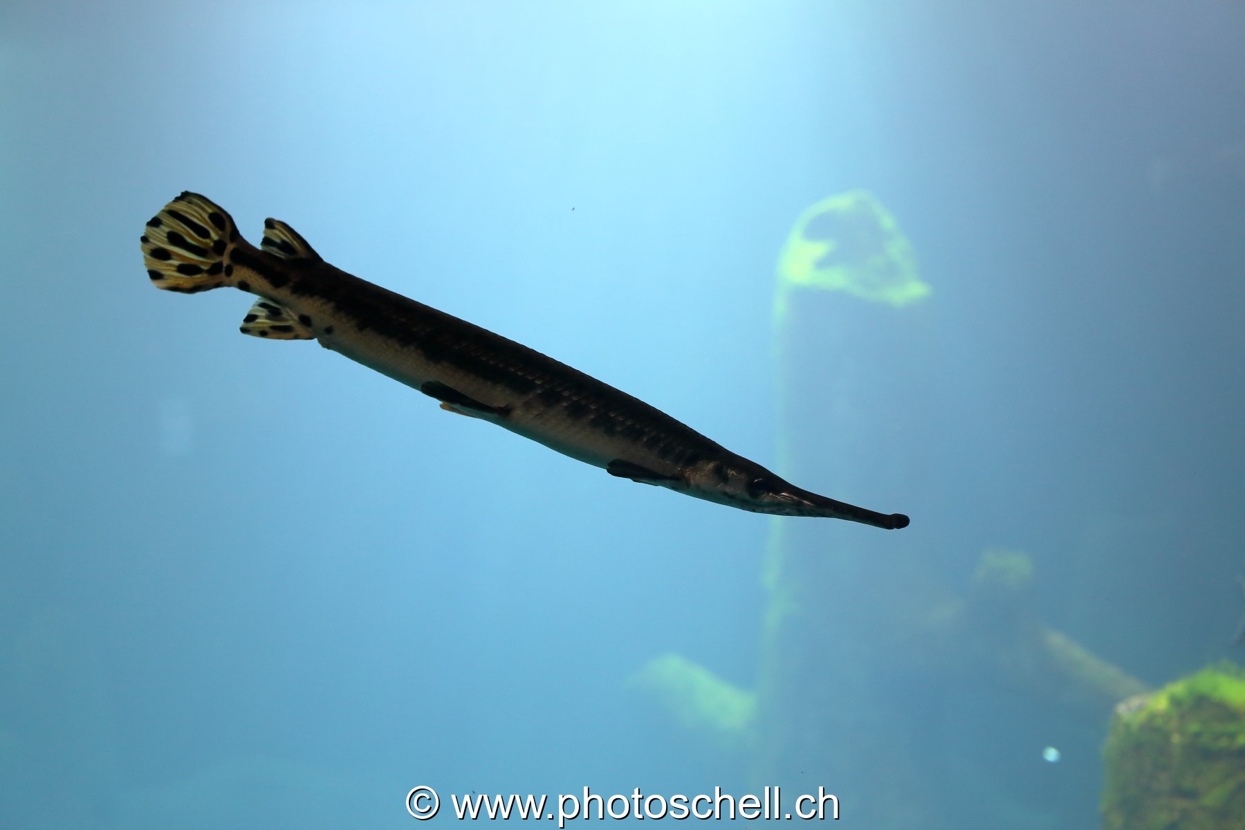 Poisson