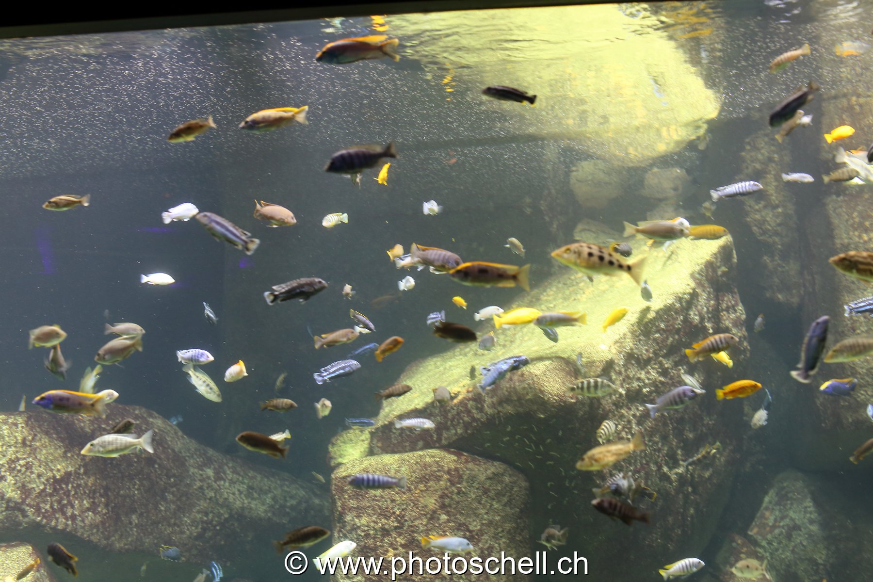Poissons colorés