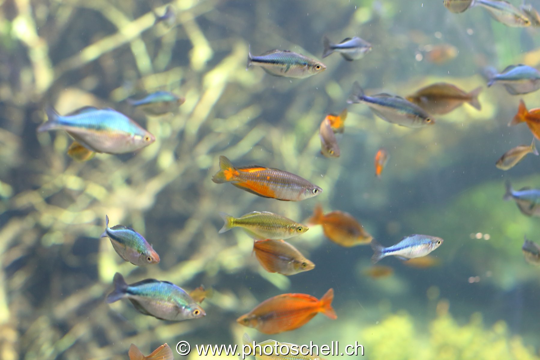 Poissons colorés
