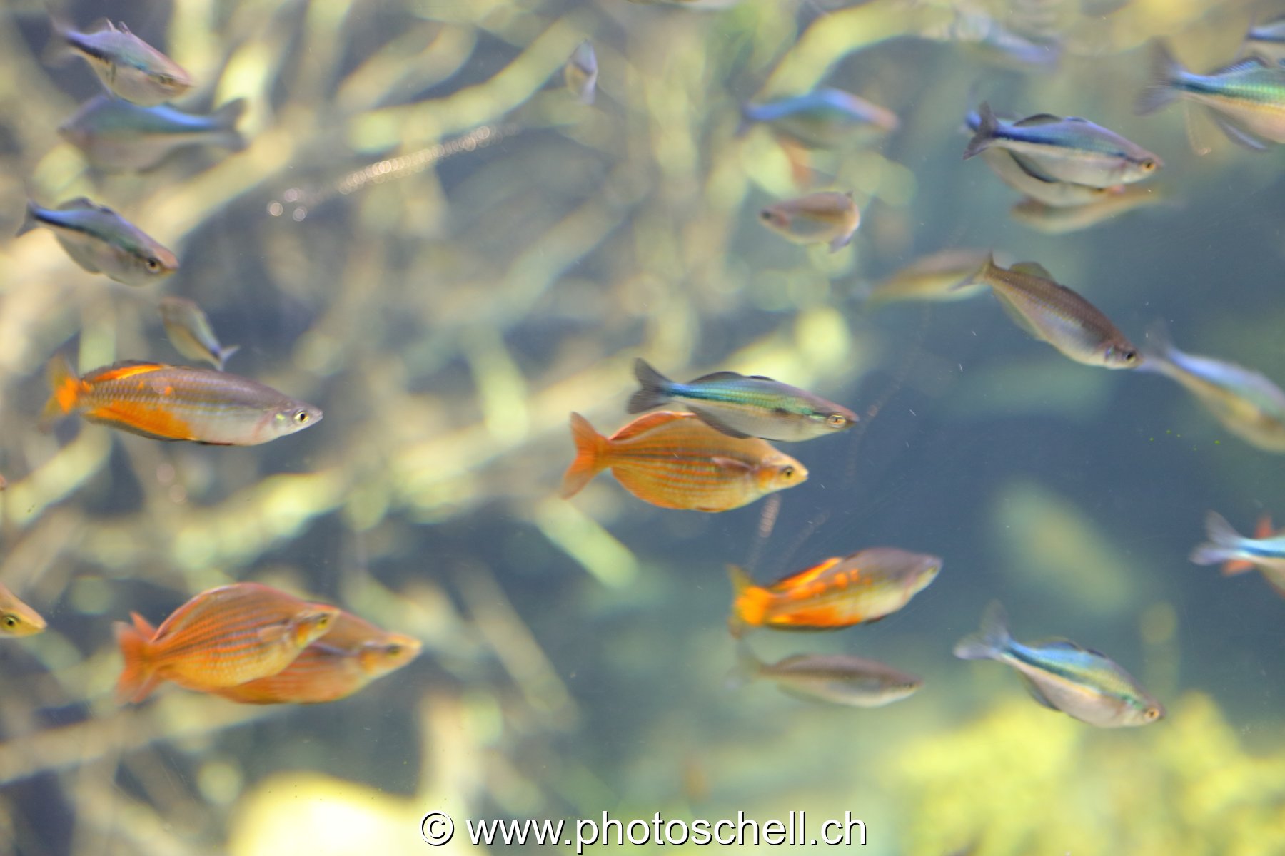 Poissons colorés