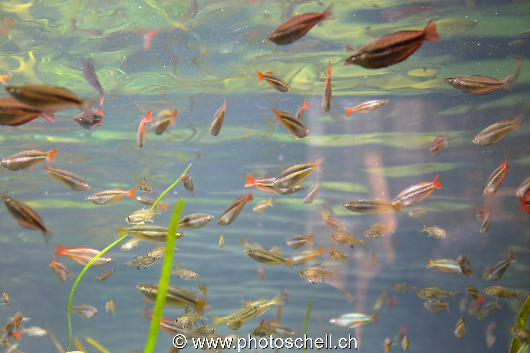 Poissons colorés