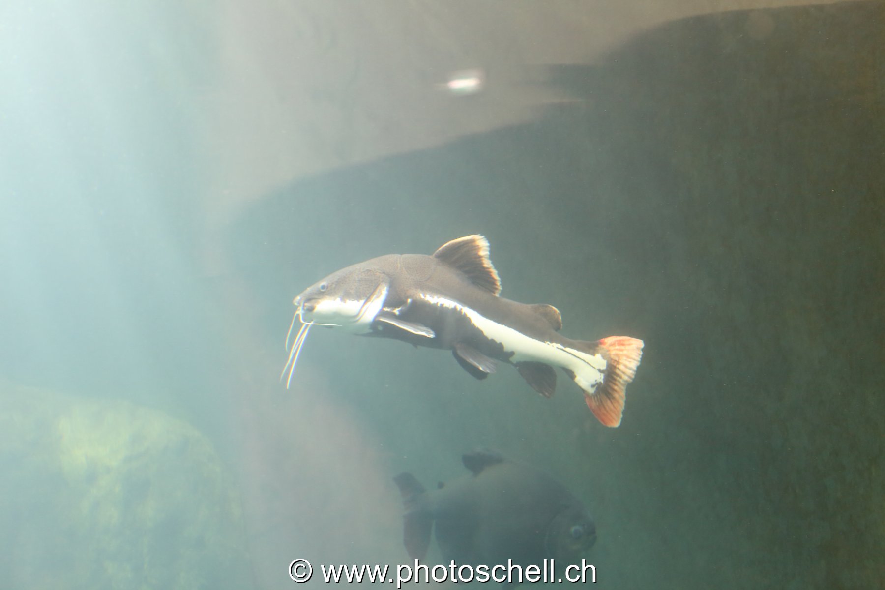 Poisson à barbiche