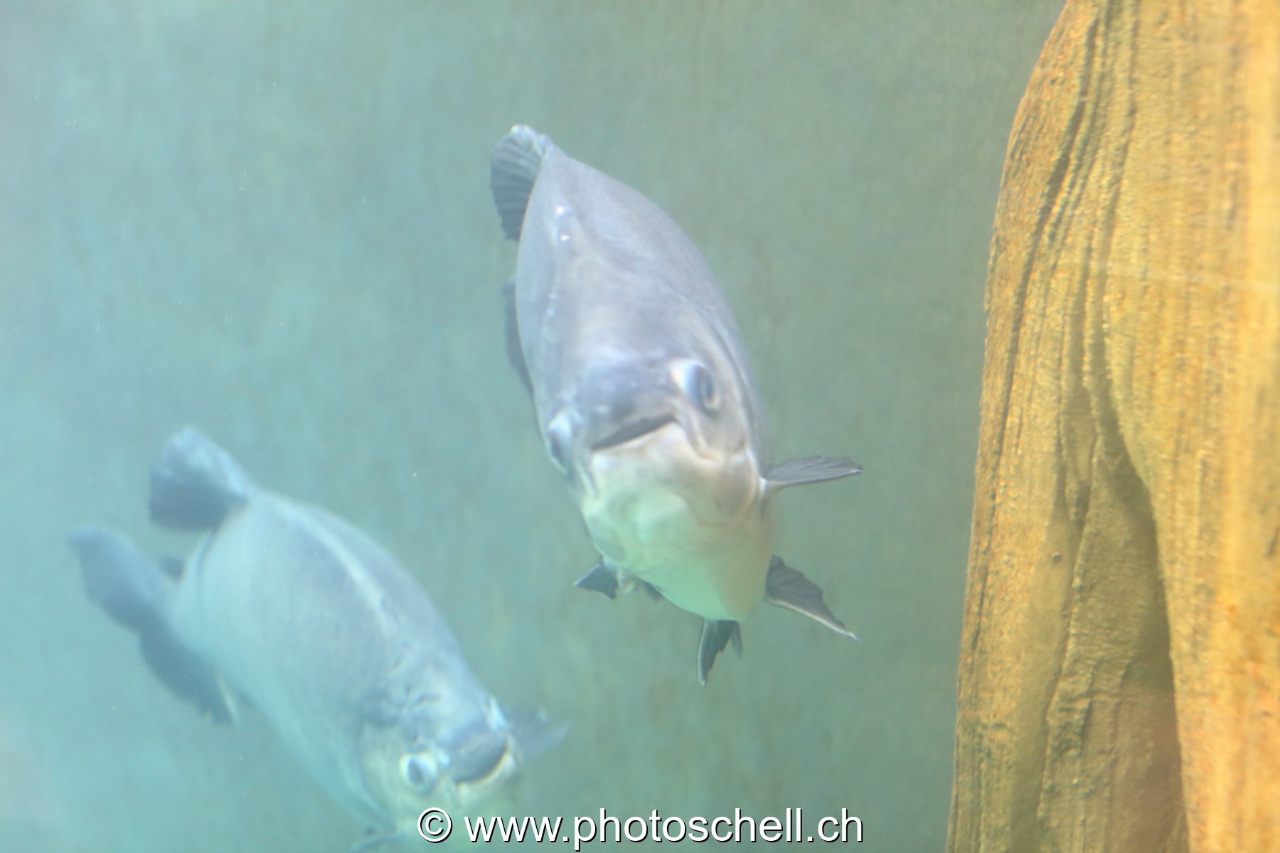 Poissons