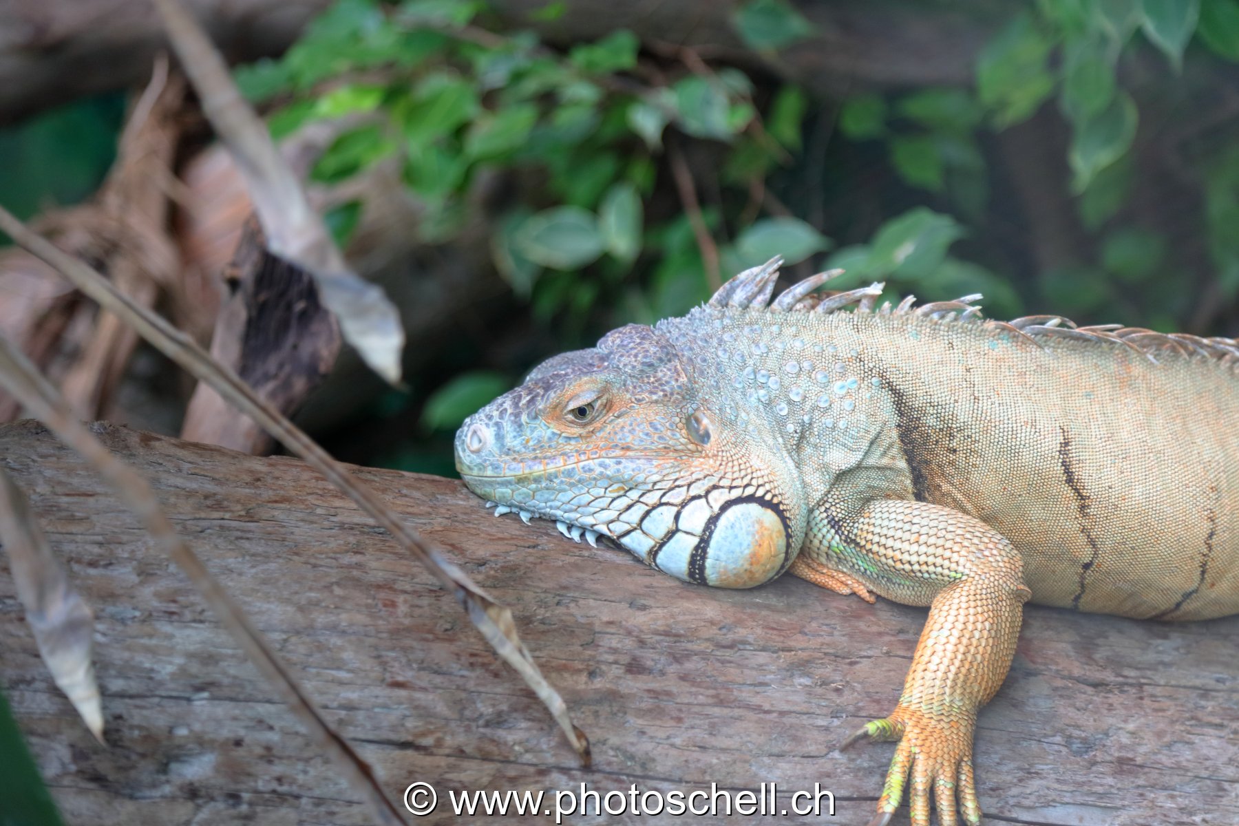 Iguane