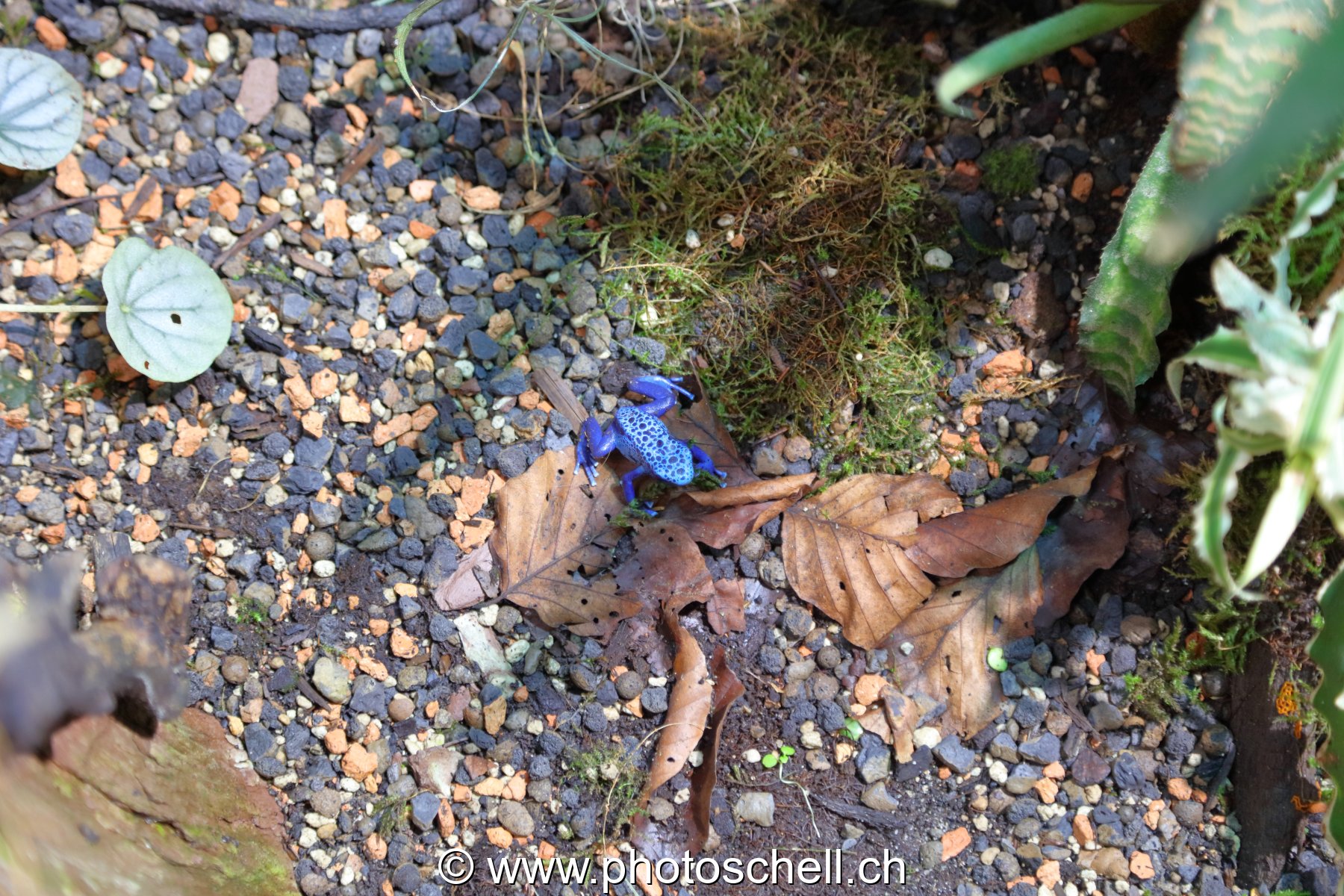 Grenouille bleue