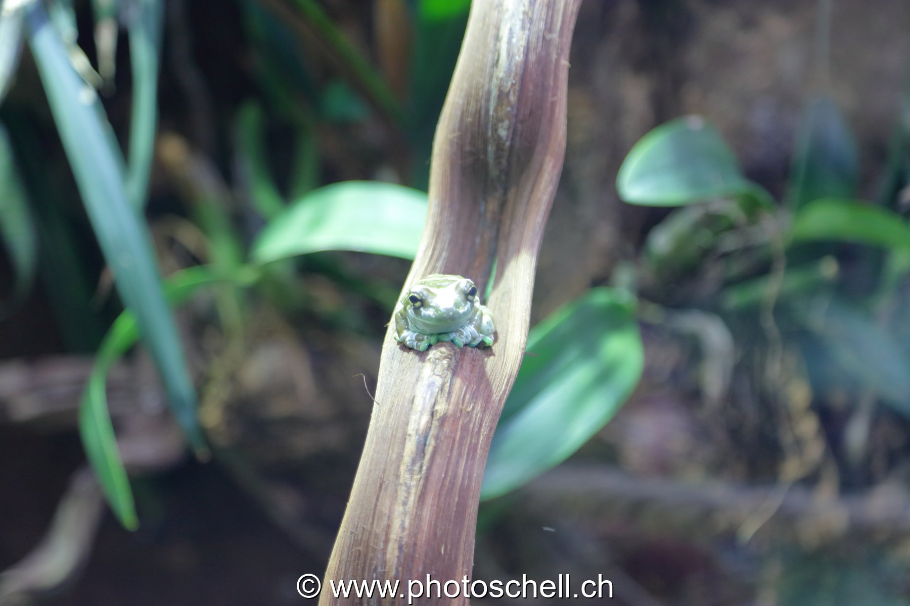 Grenouille