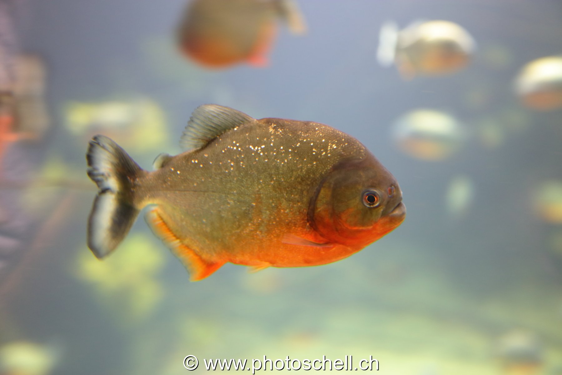 Piranha