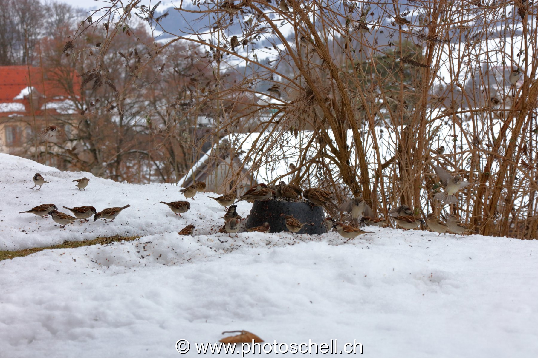 Oiseaux mangeant des graines l'hiver
