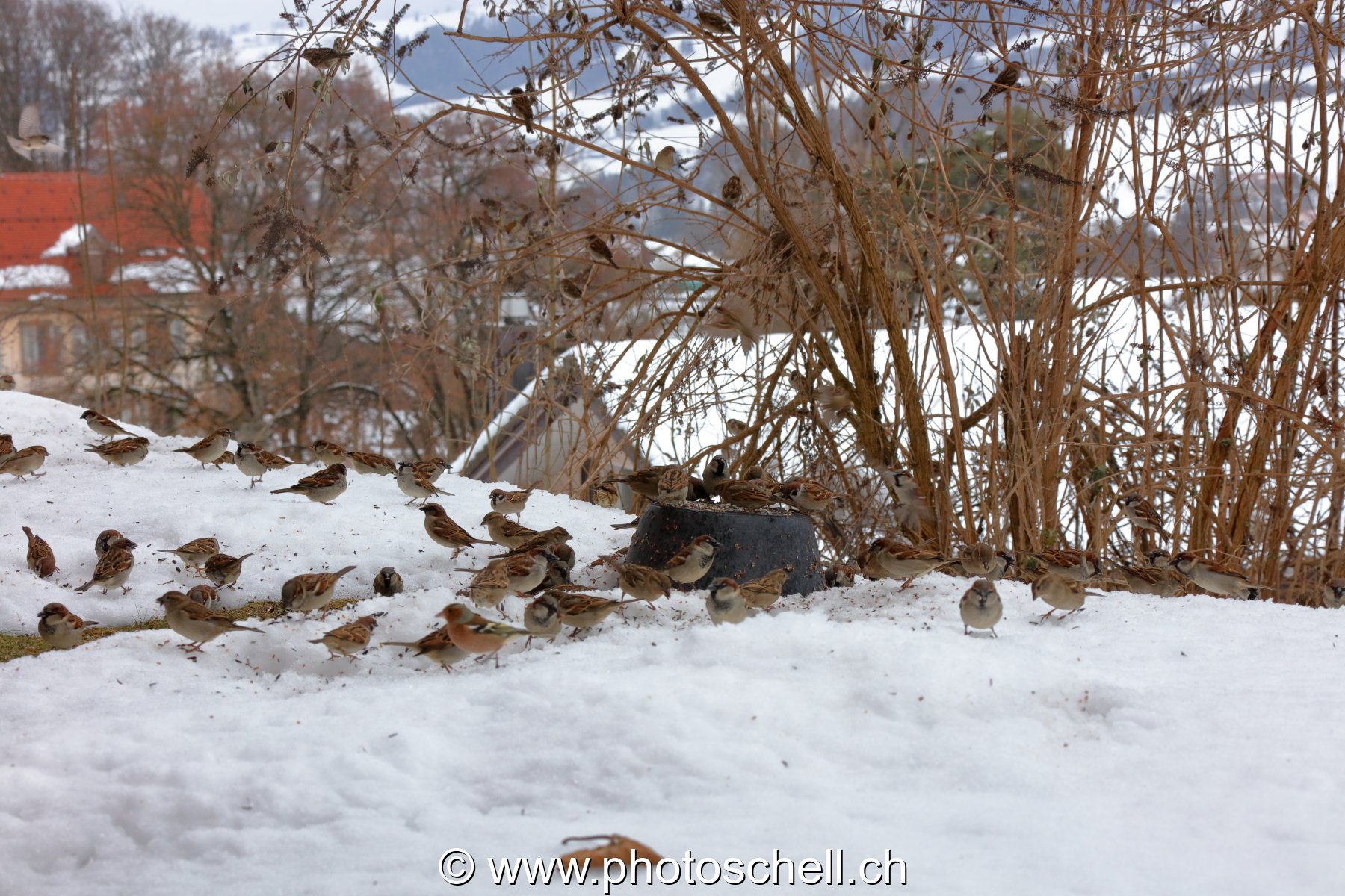 Oiseaux mangeant des graines l'hiver