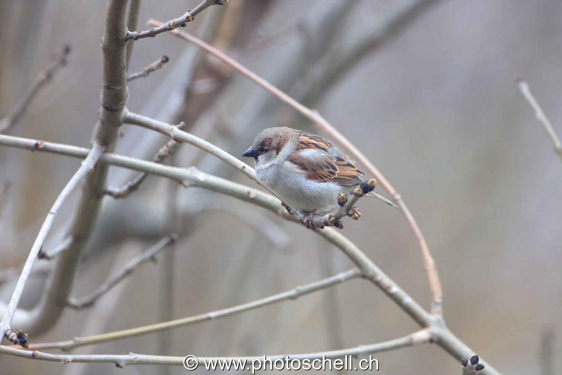 Oiseau dans les branches
