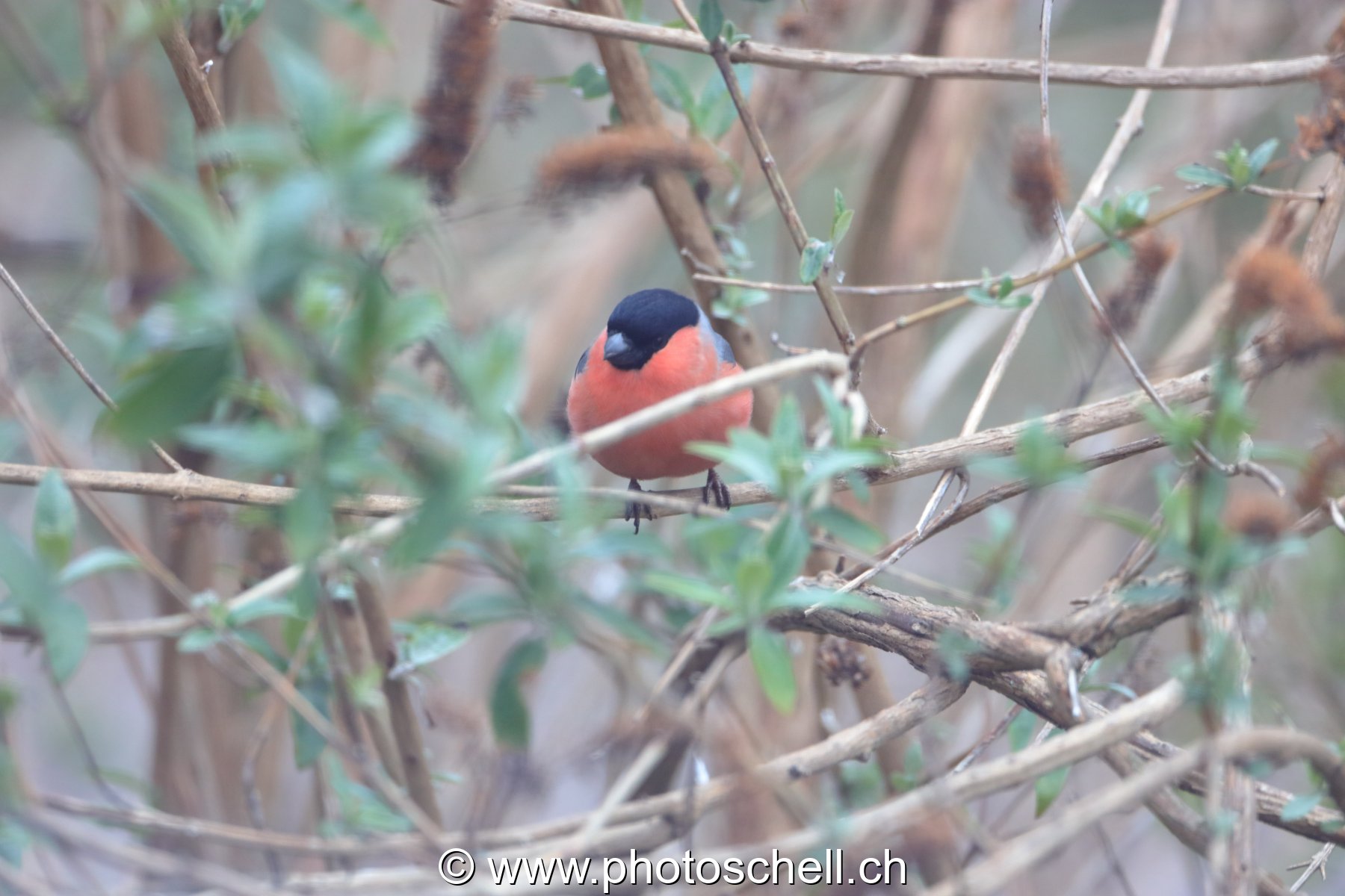 Oiseau dans les branches