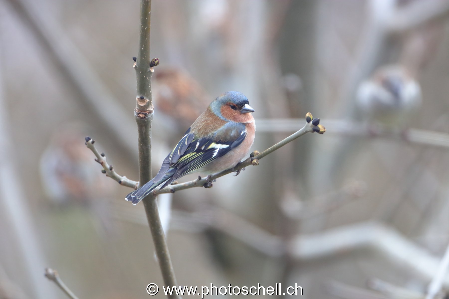 Oiseau dans les branches