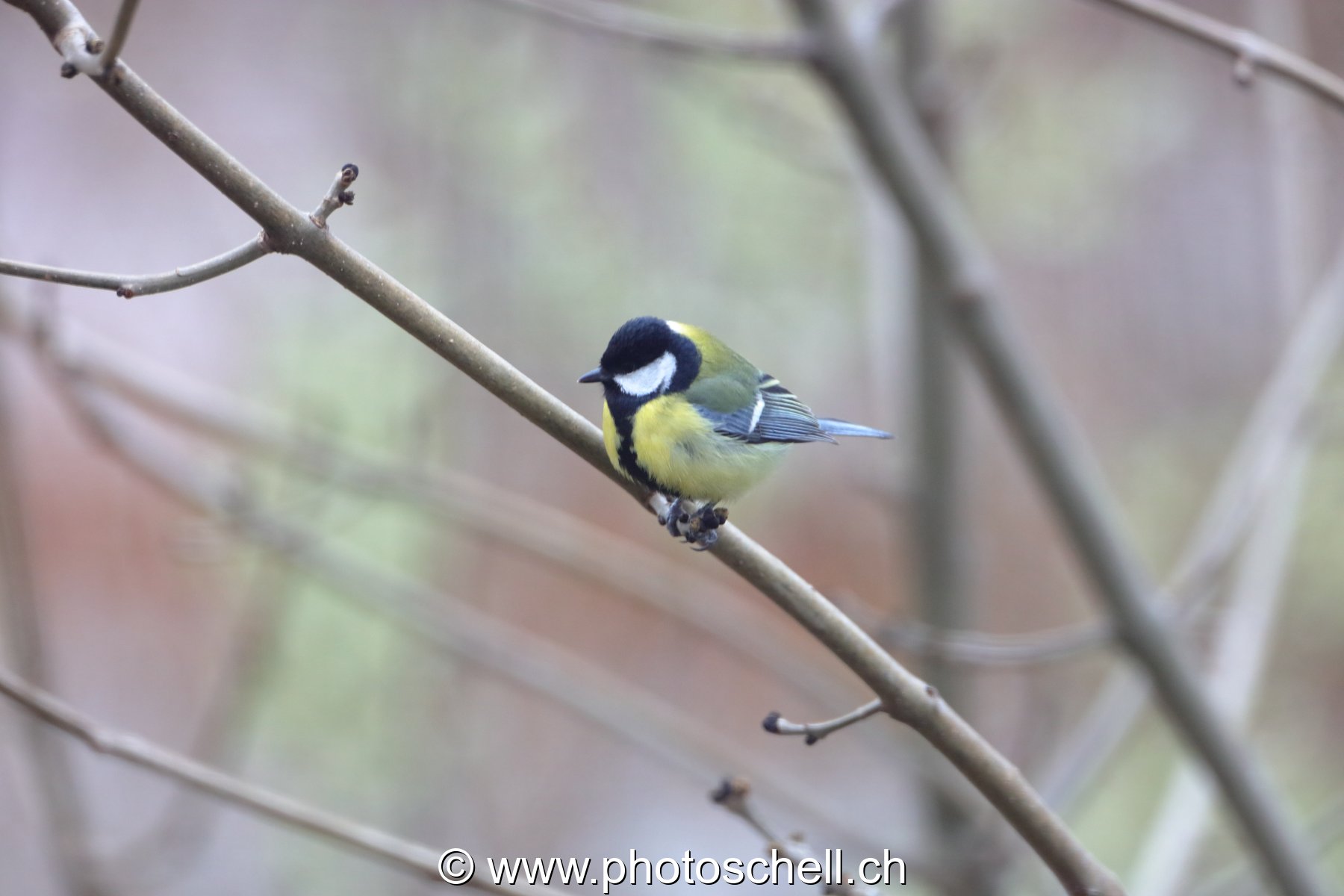 Oiseau dans les branches