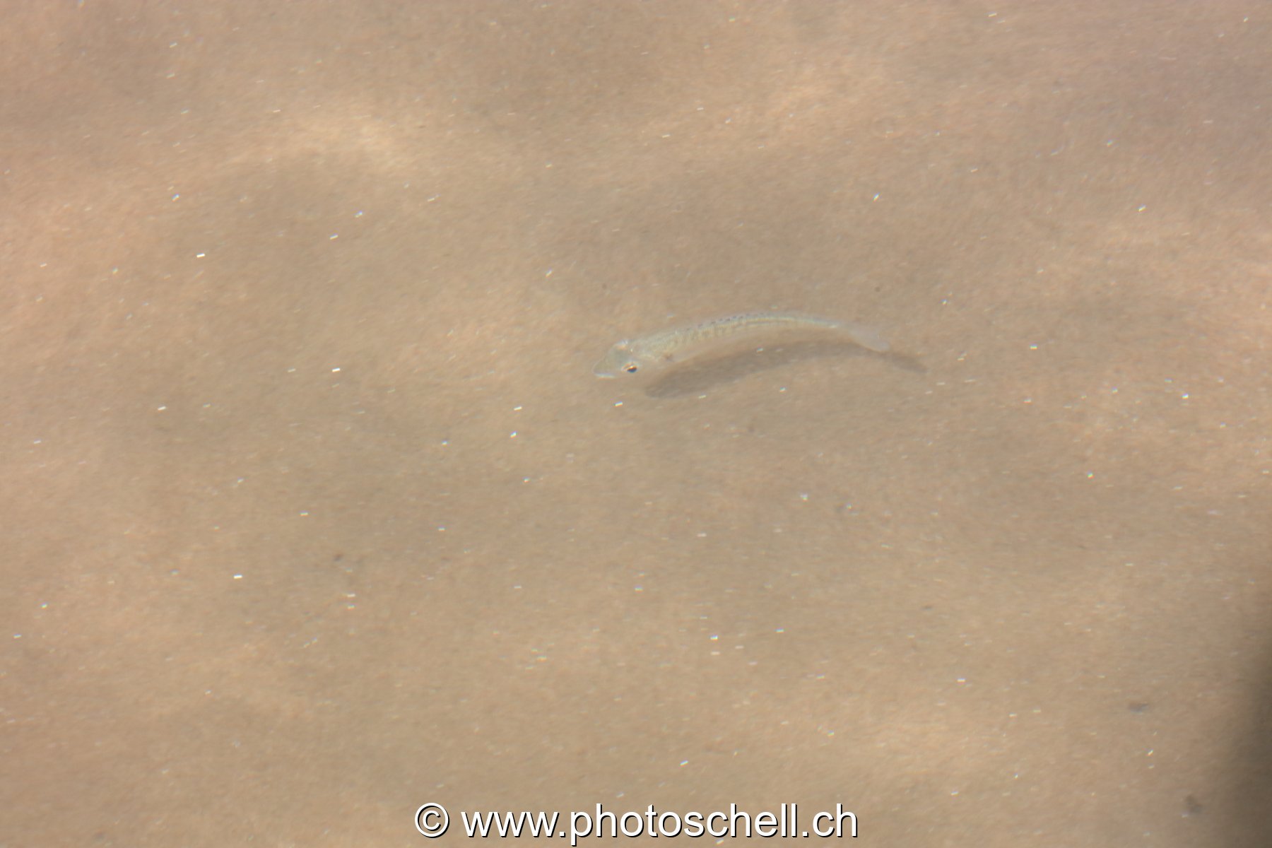 Poisson dans l'eau