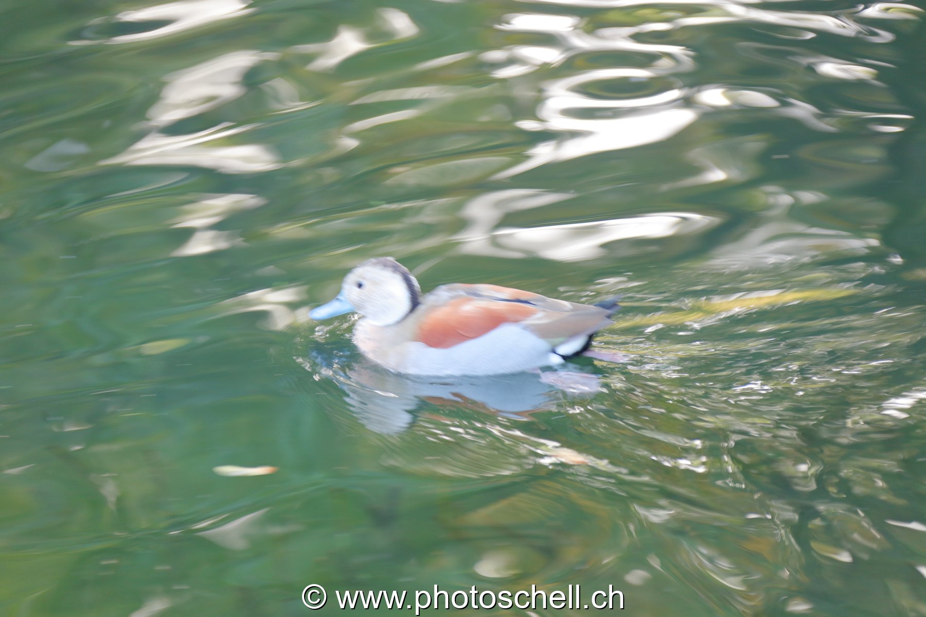 Canard