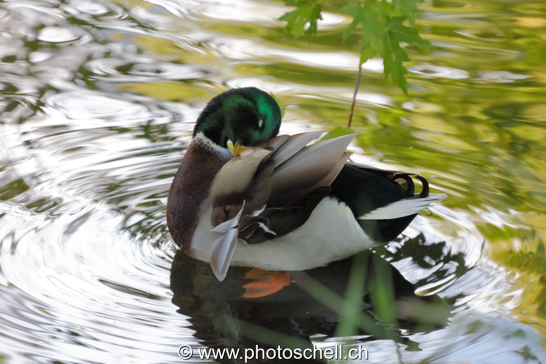 Canard