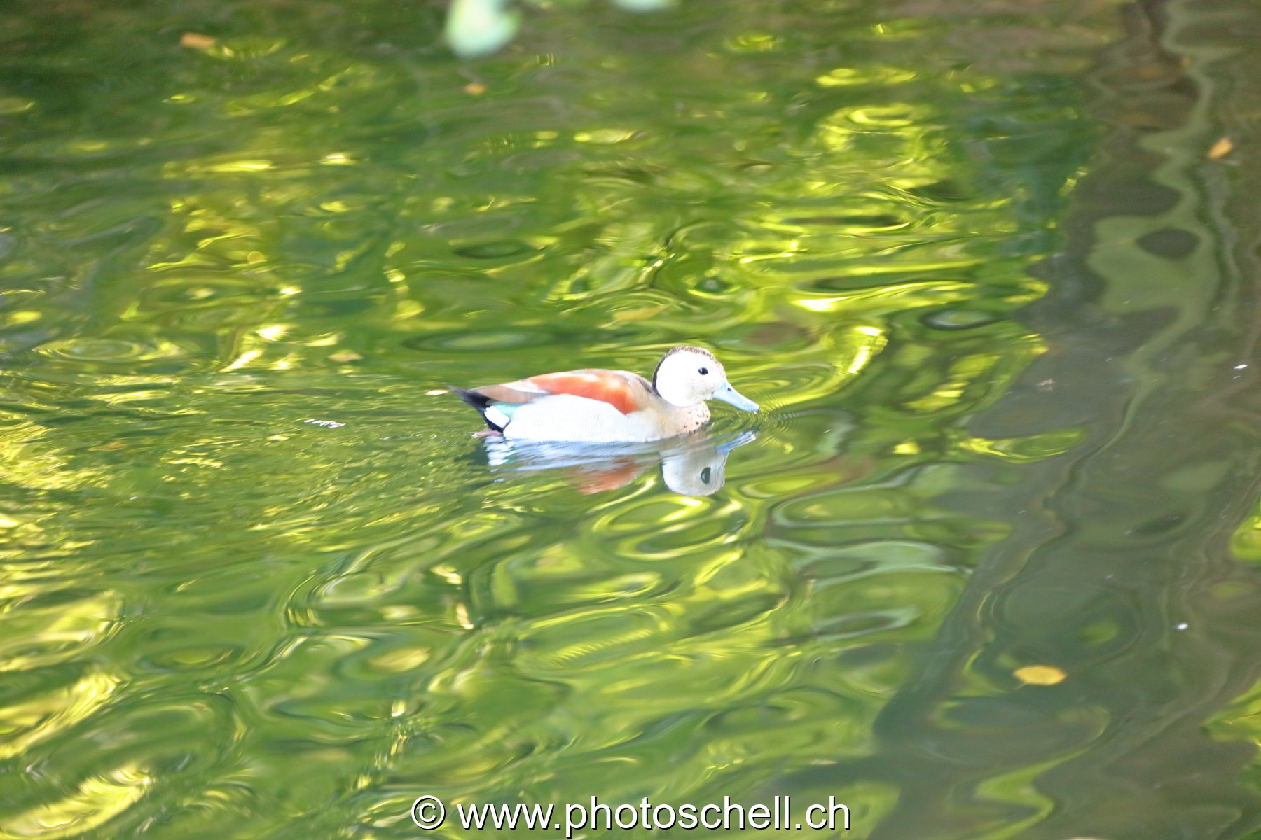 Canard