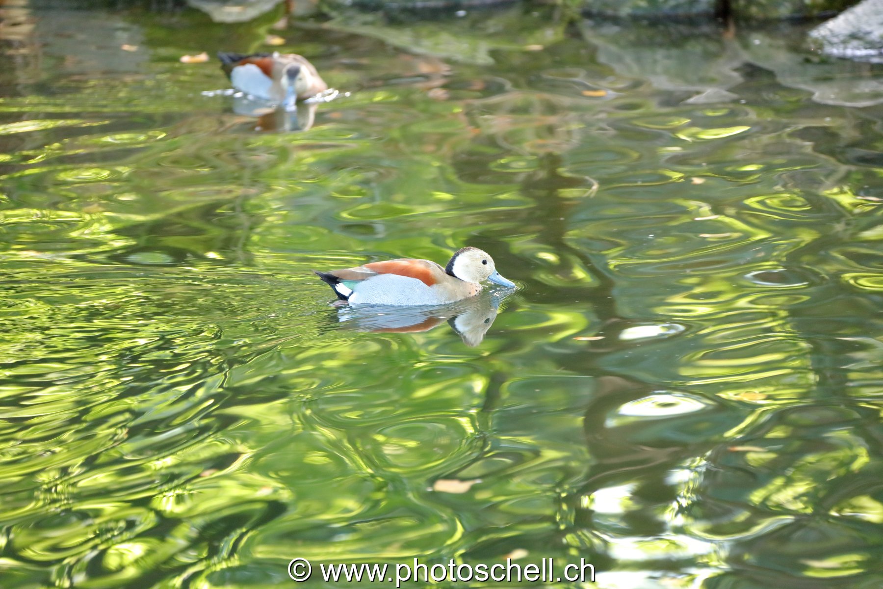 Canard
