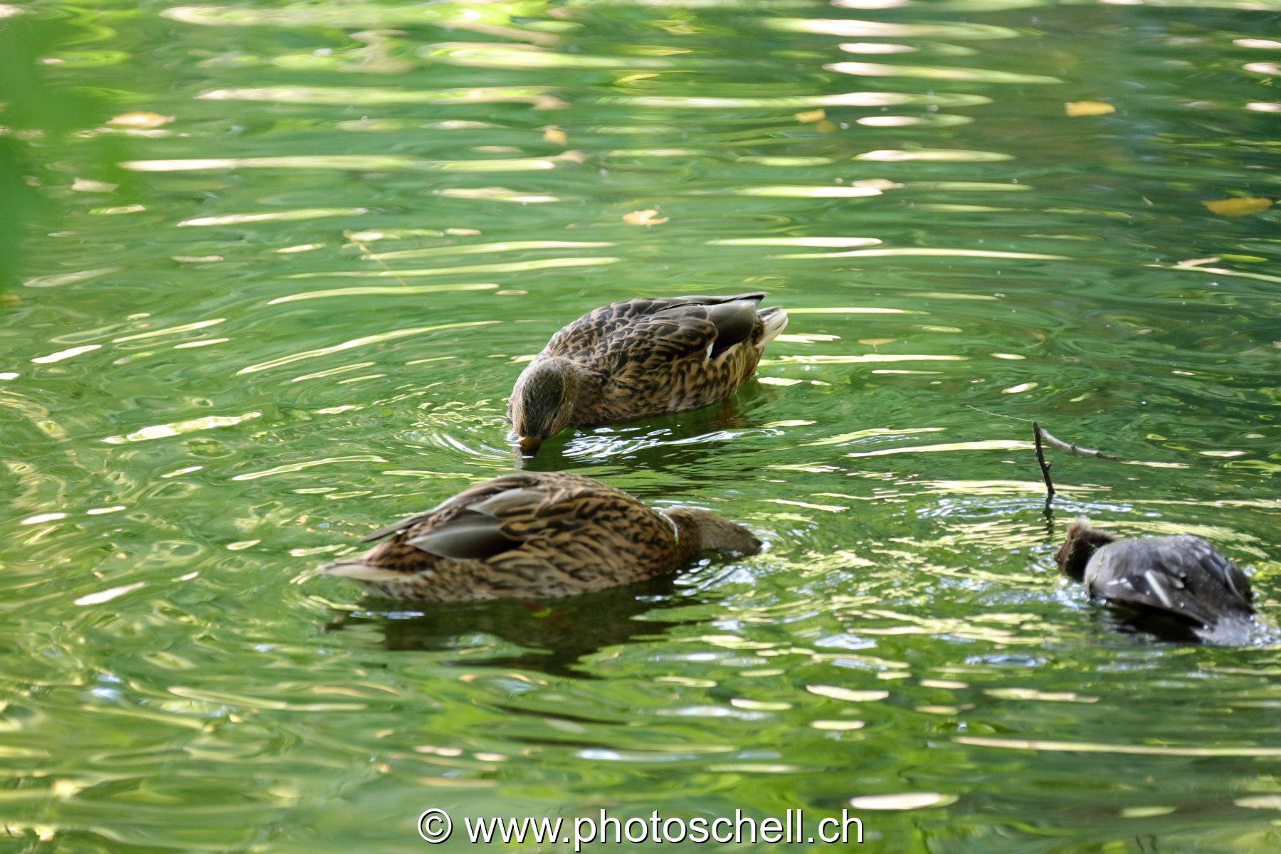 Canards