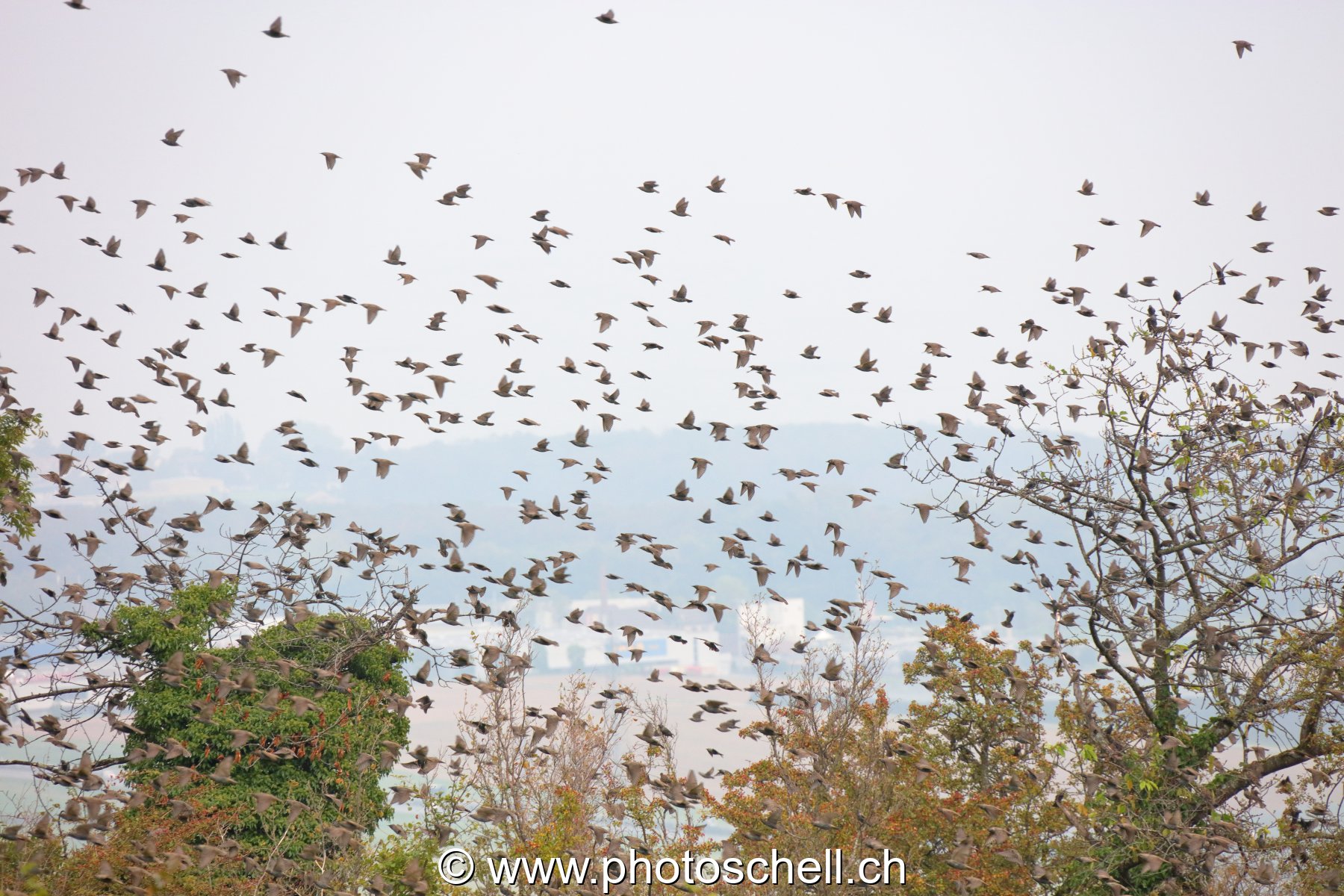 Nuées d'oiseaux dans les vignes à l'automne