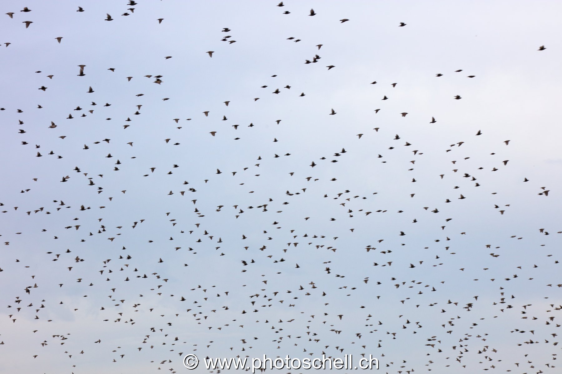 Nuées d'oiseaux dans les vignes à l'automne