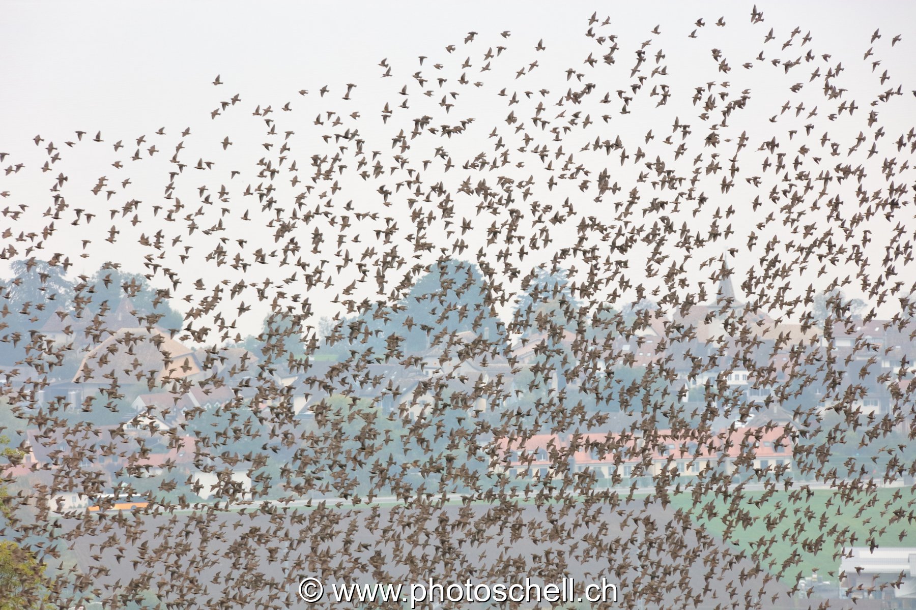Nuées d'oiseaux dans les vignes à l'automne