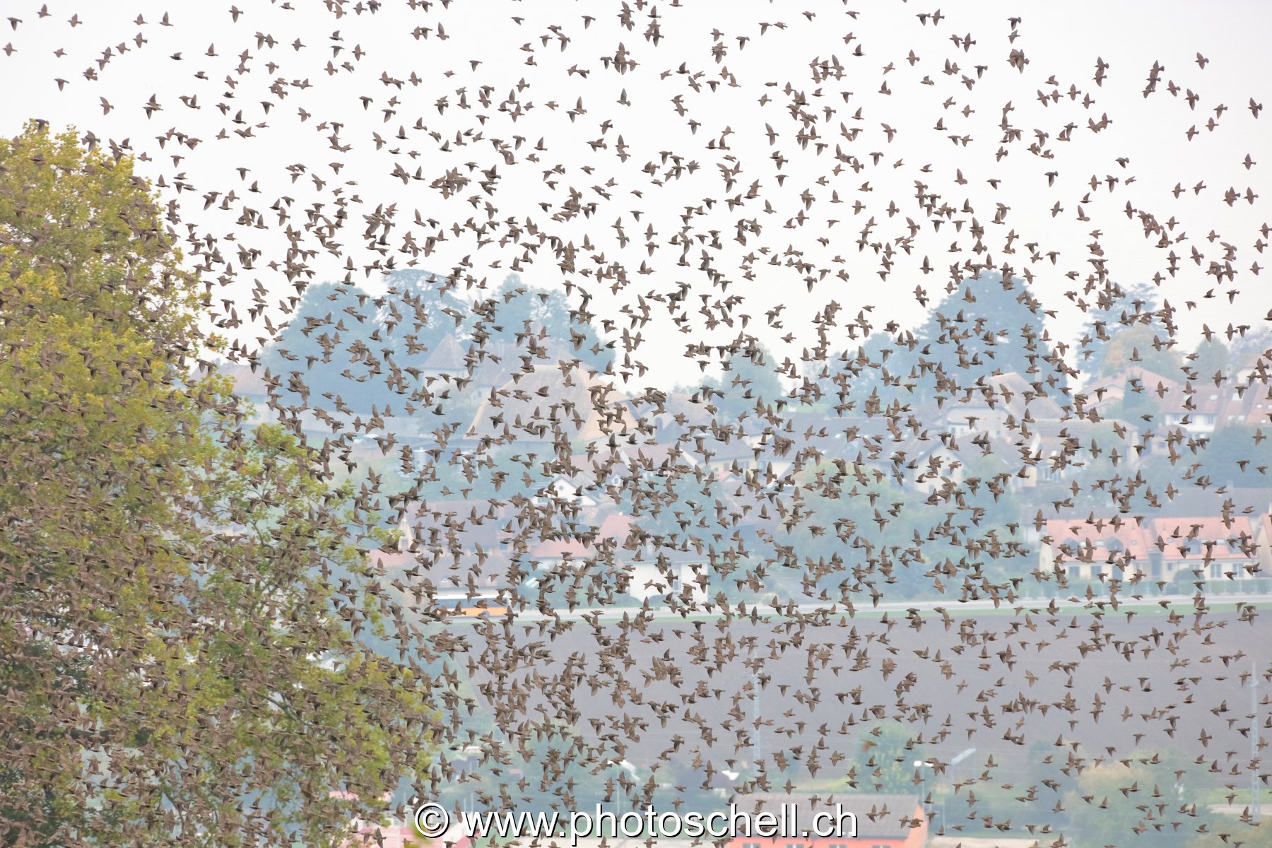 Nuées d'oiseaux dans les vignes à l'automne