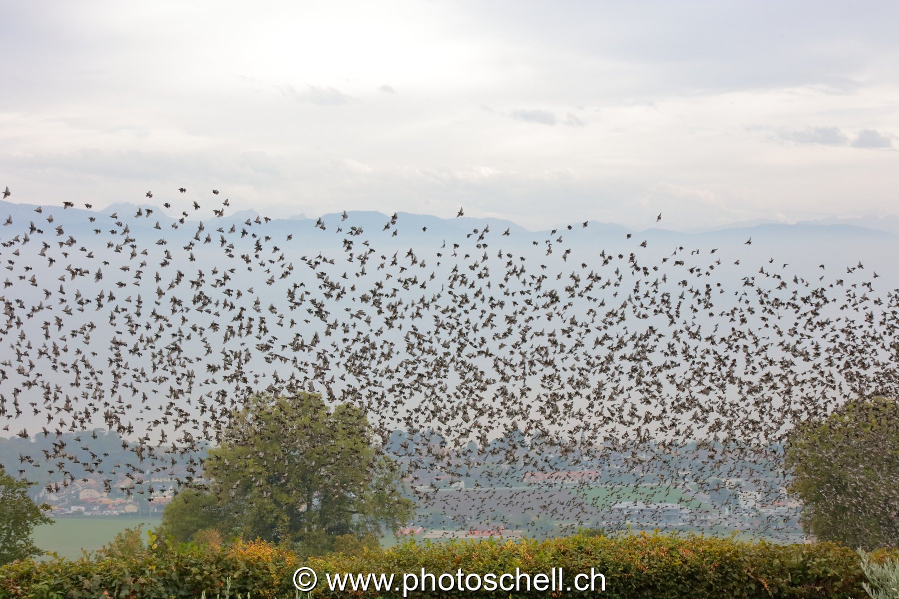Nuées d'oiseaux dans les vignes à l'automne
