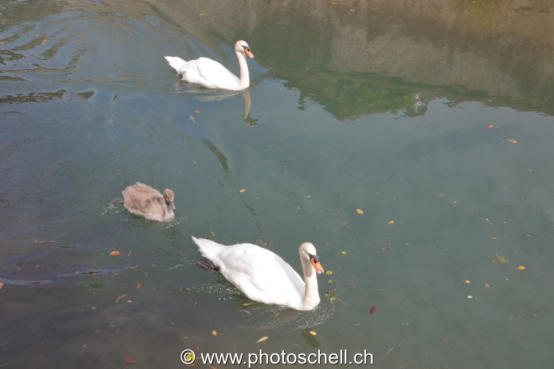 Couple de cygnes avec leur petit