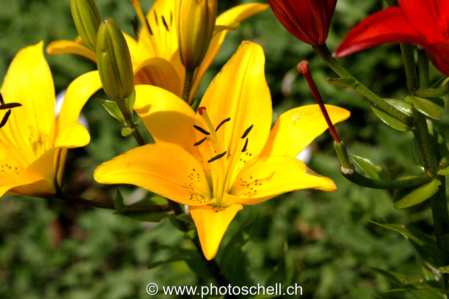 Photo 8