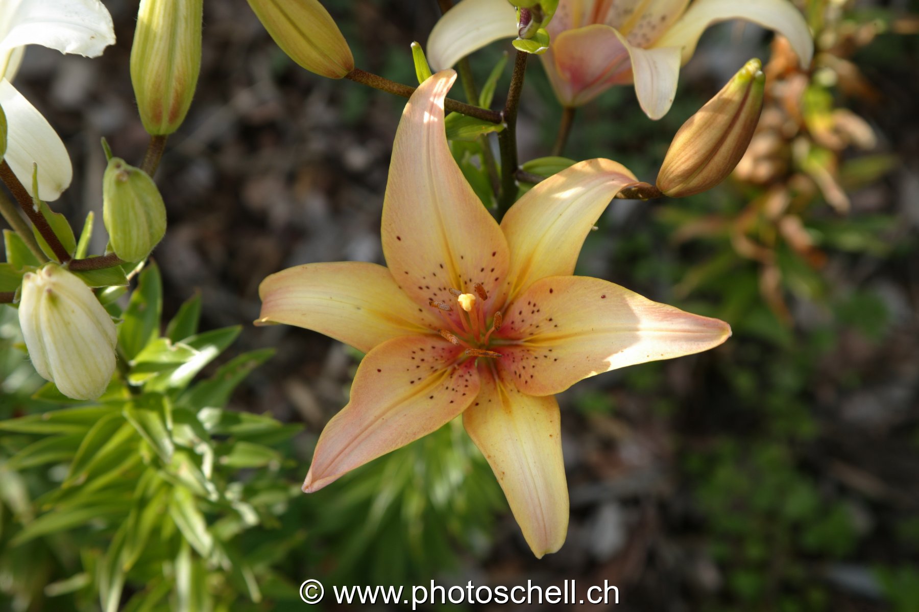 Photo 10
