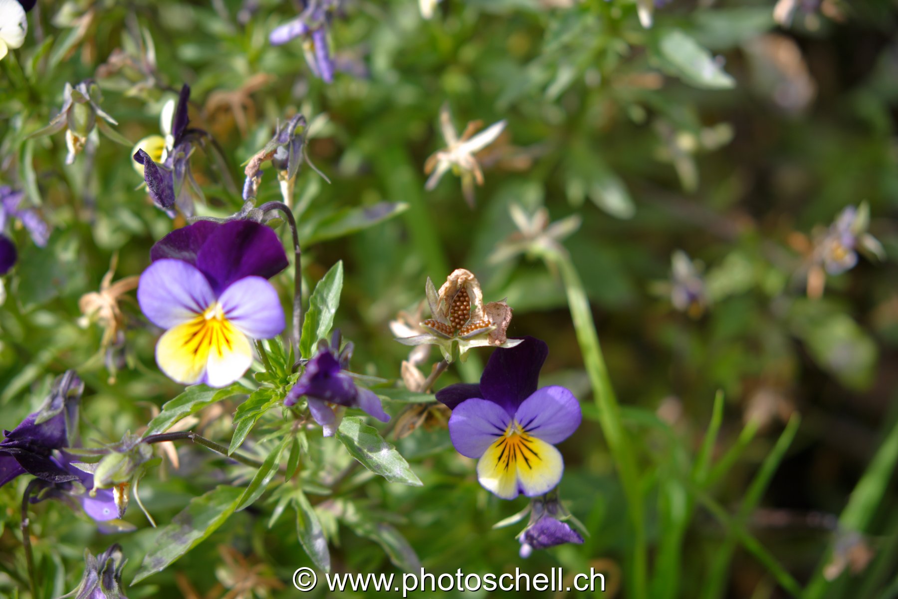 Photo 14