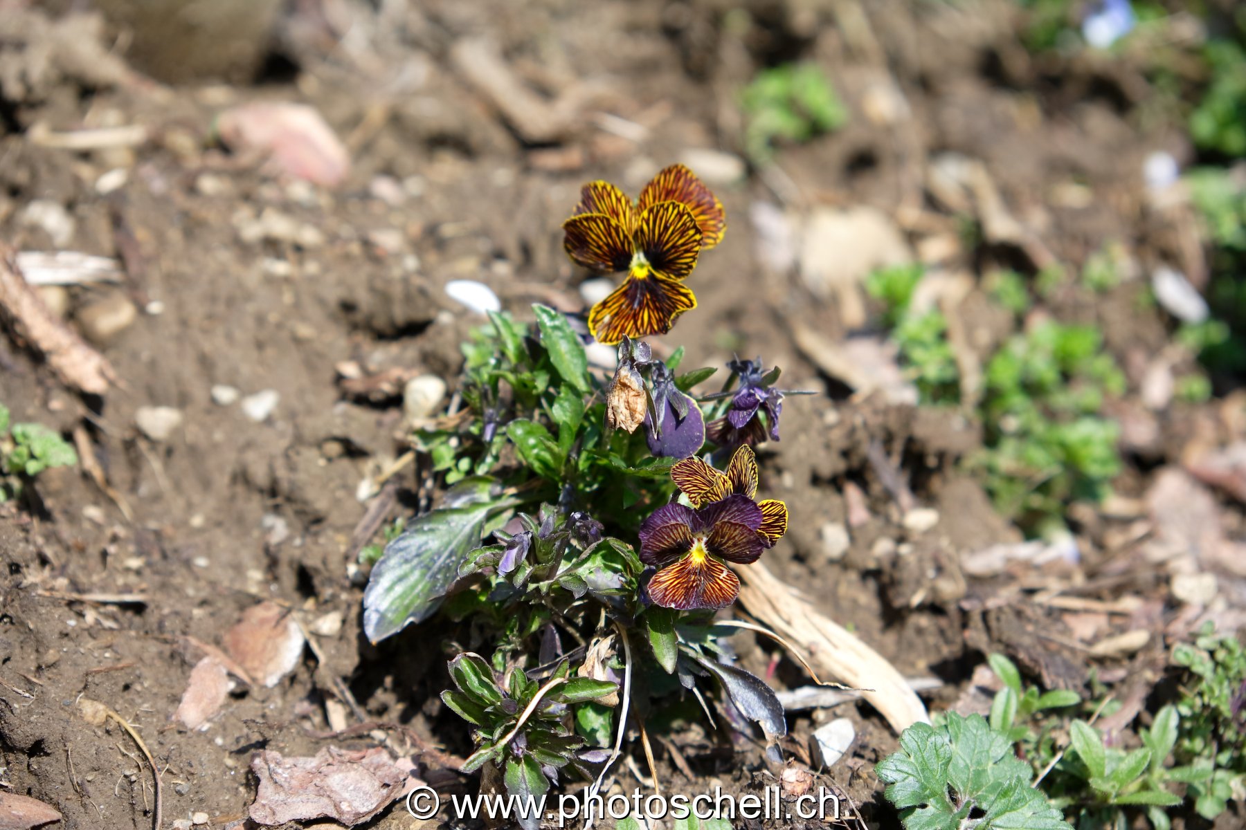 Photo 26