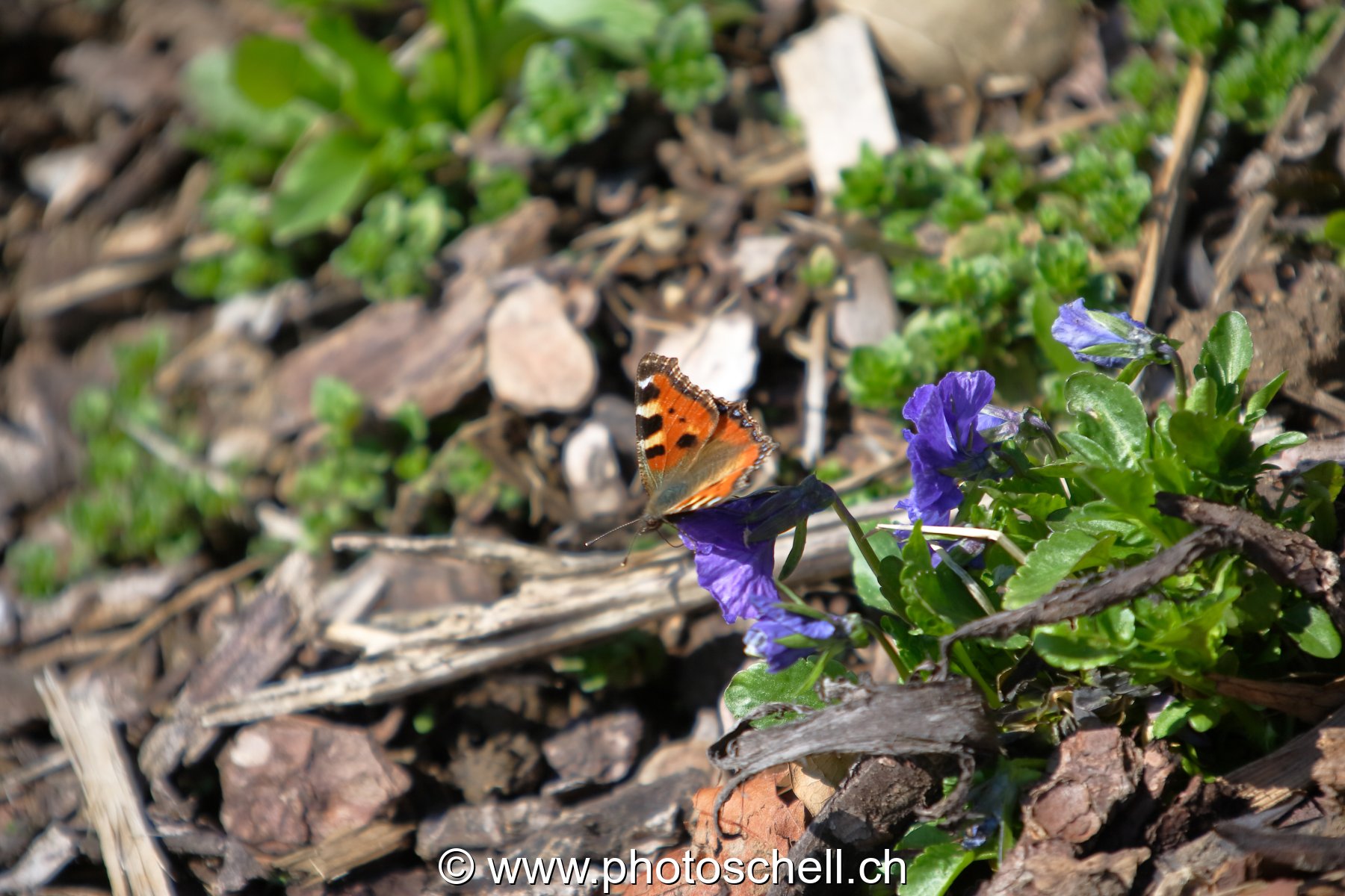 Photo 27