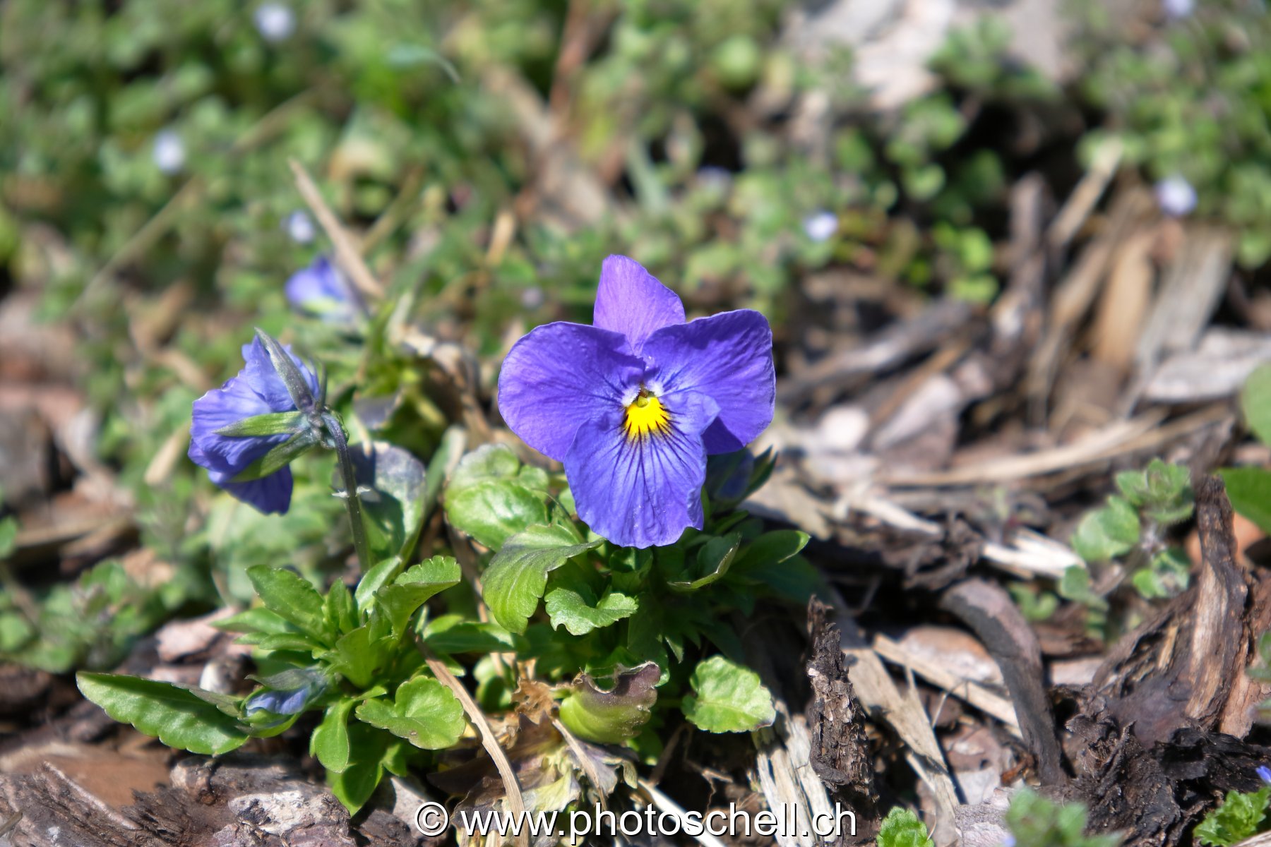 Photo 28