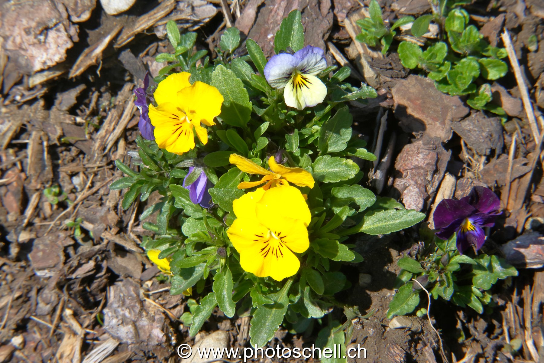 Photo 29