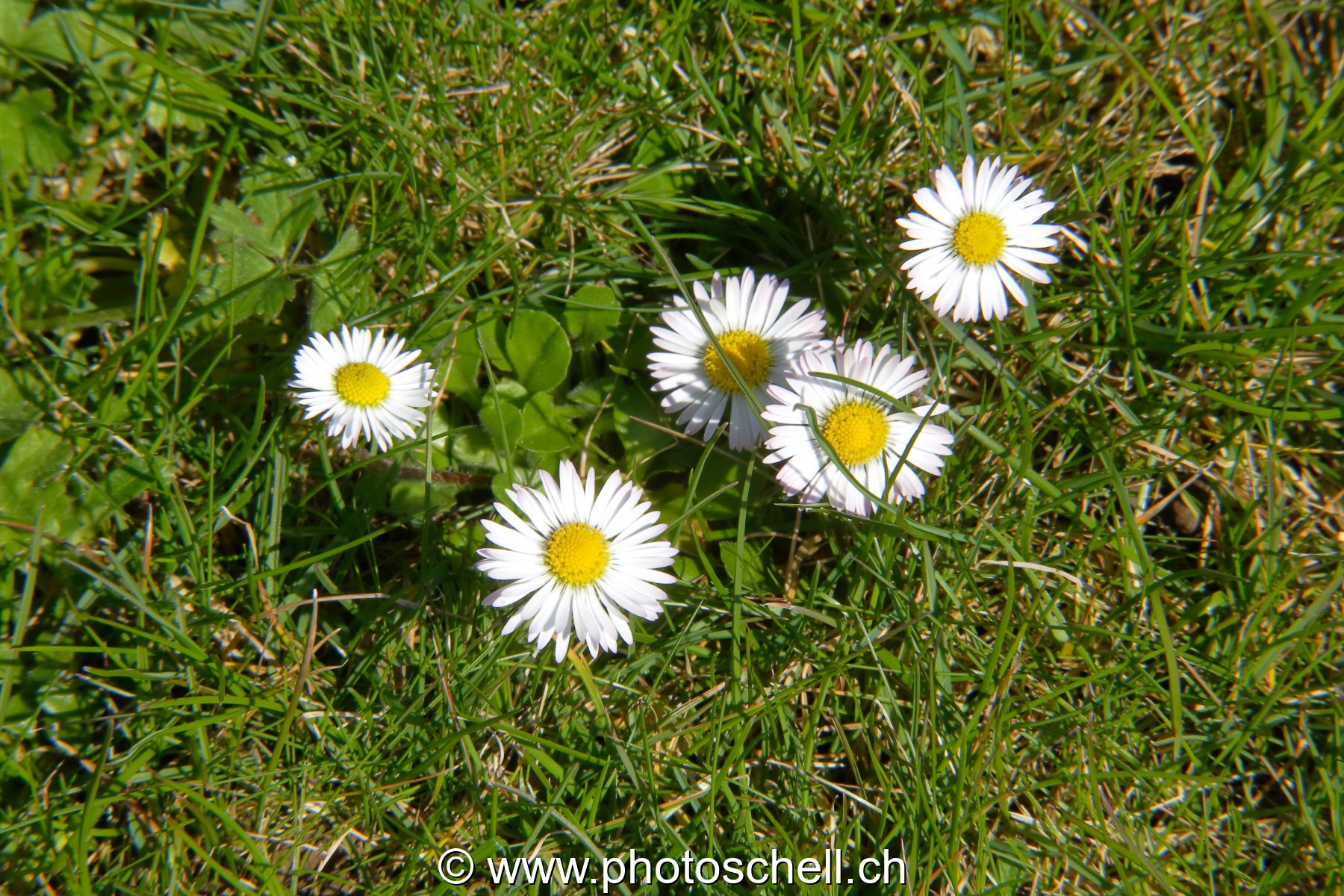 Photo 34
