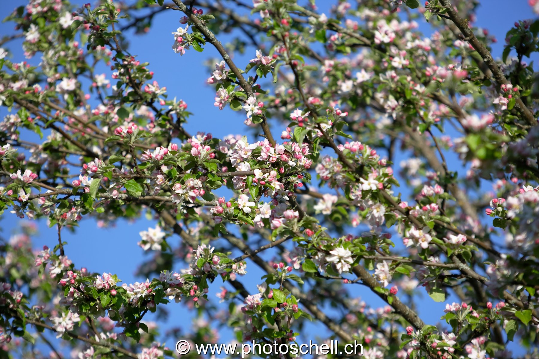 Fleurs du printemps