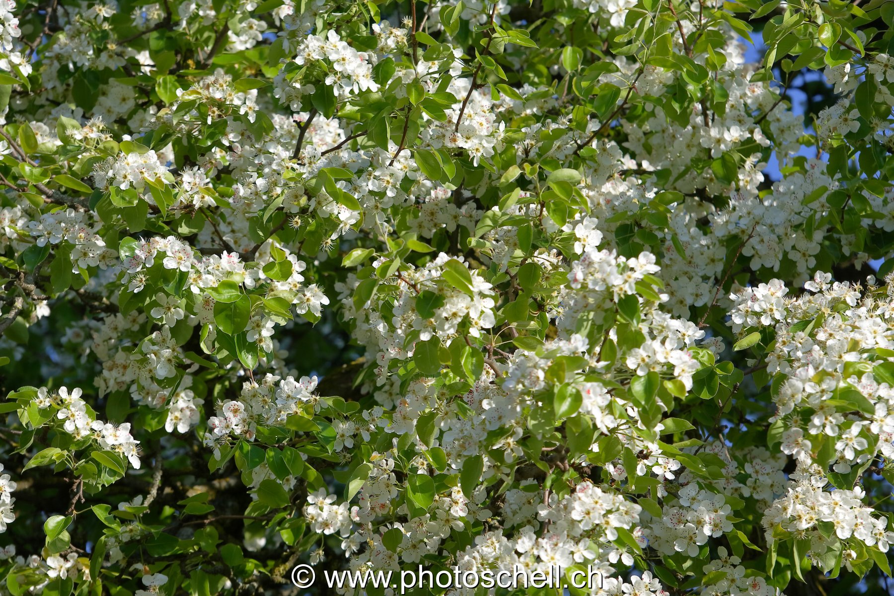Fleurs du printemps