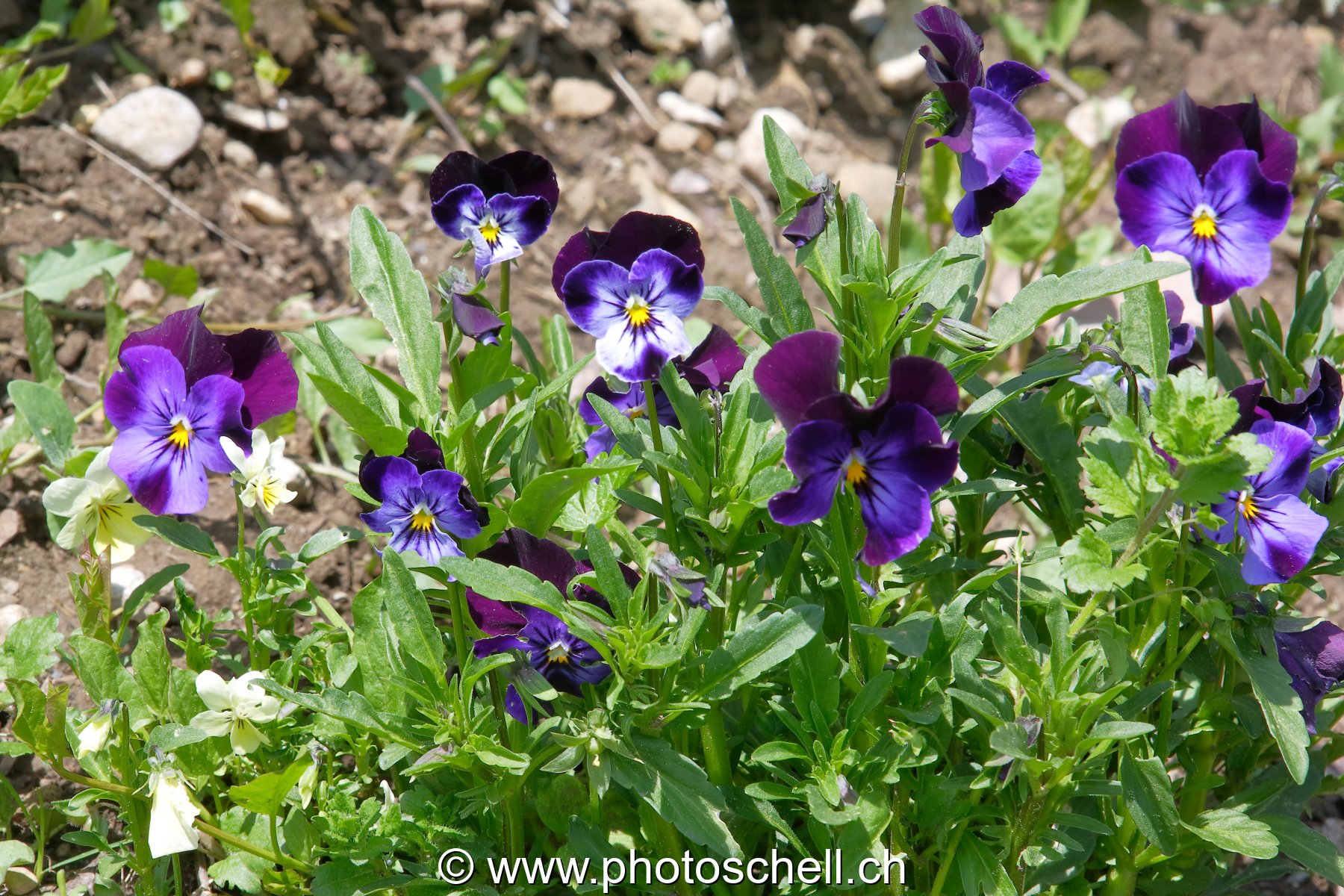 Photo 45