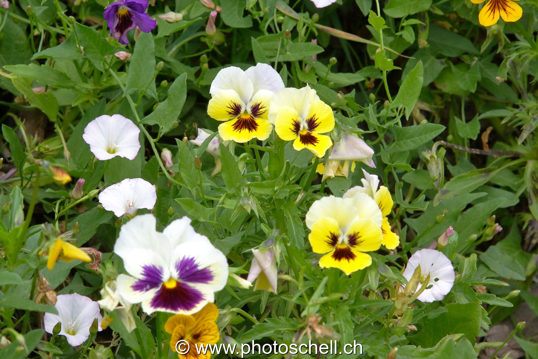 Photo 48