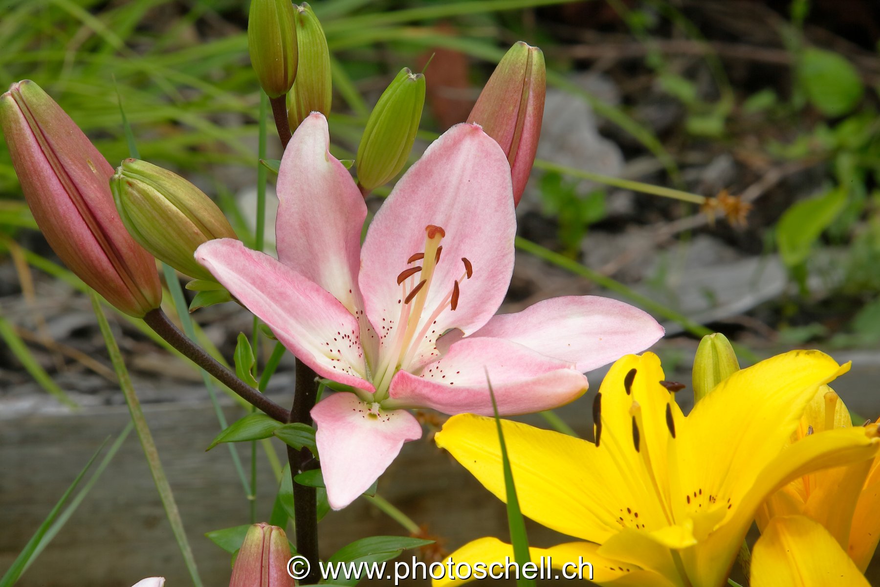 Photo 49