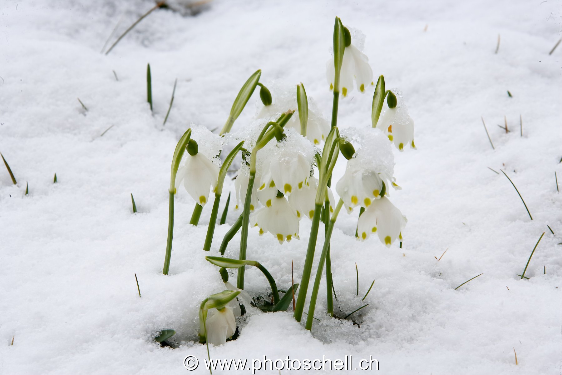 Perceneiges dans la neige