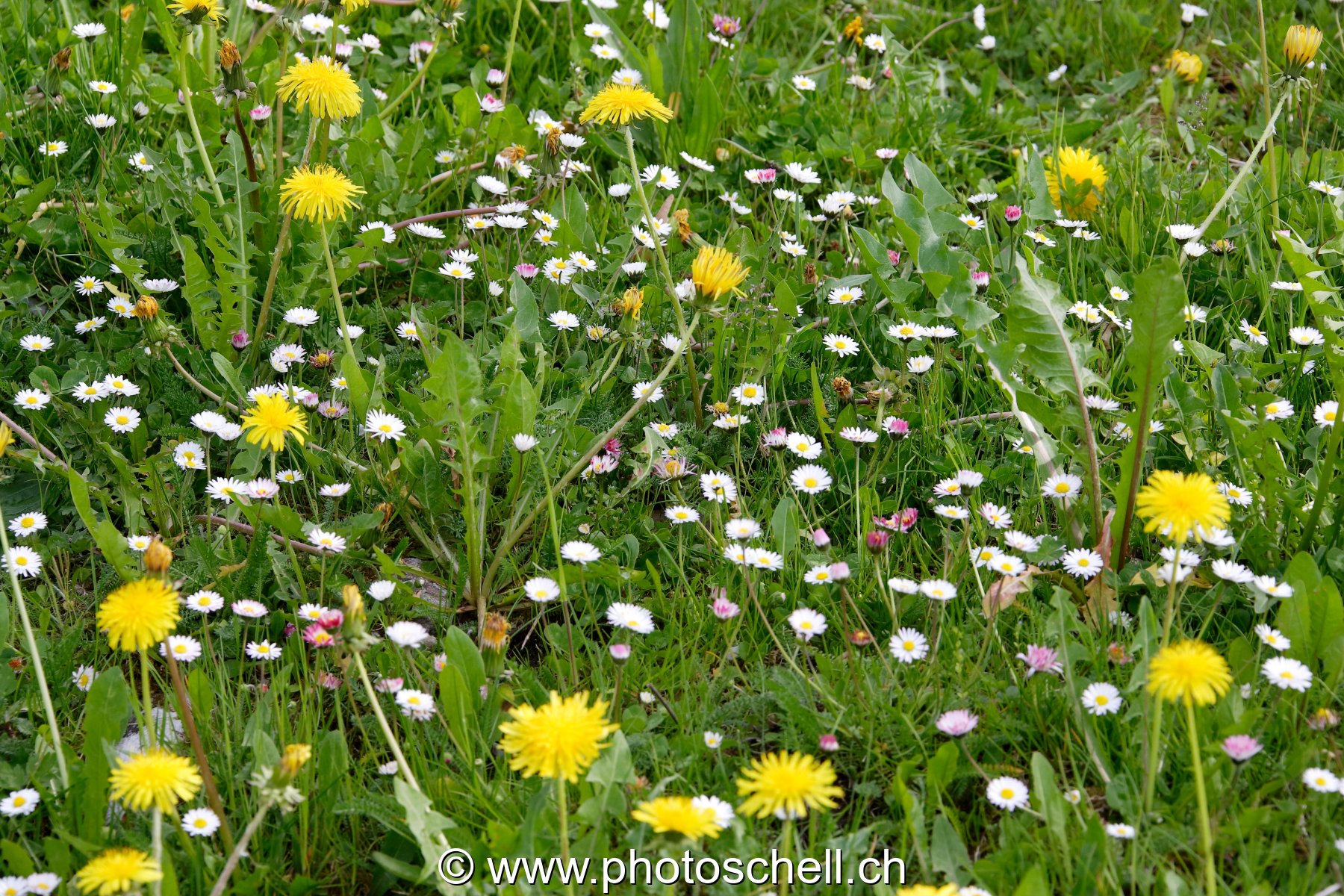 Photo 201
