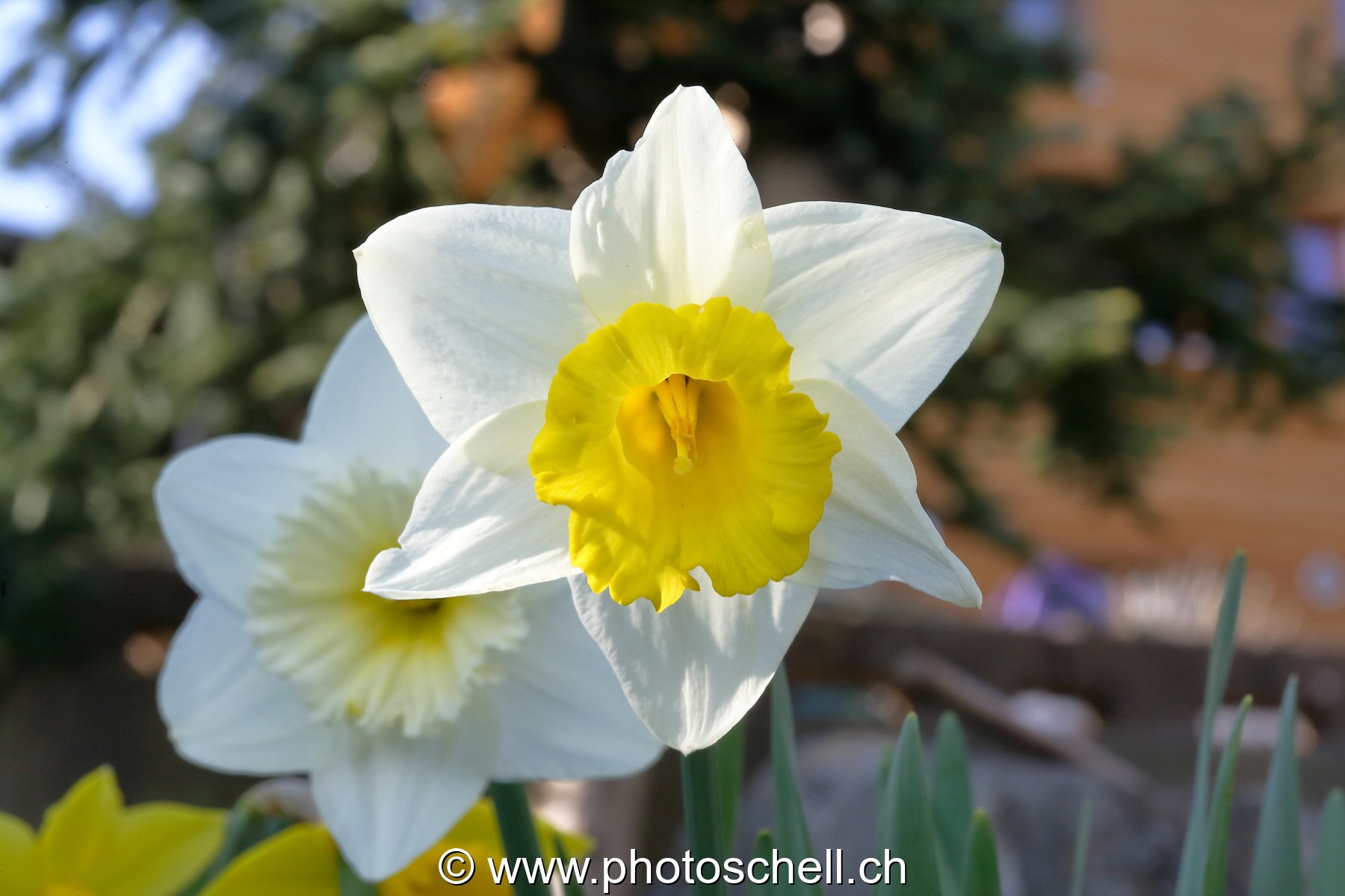 Photo 219