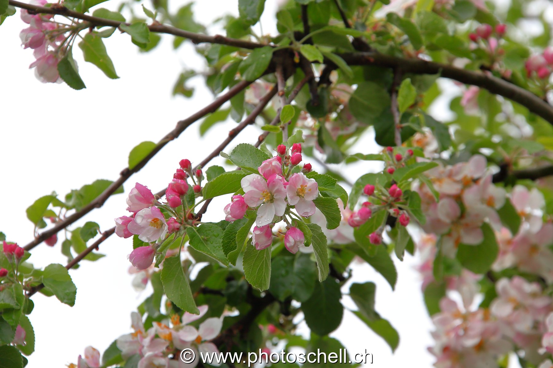 Photo 345