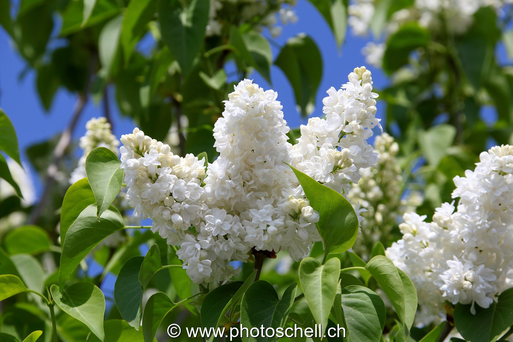 Photo 365