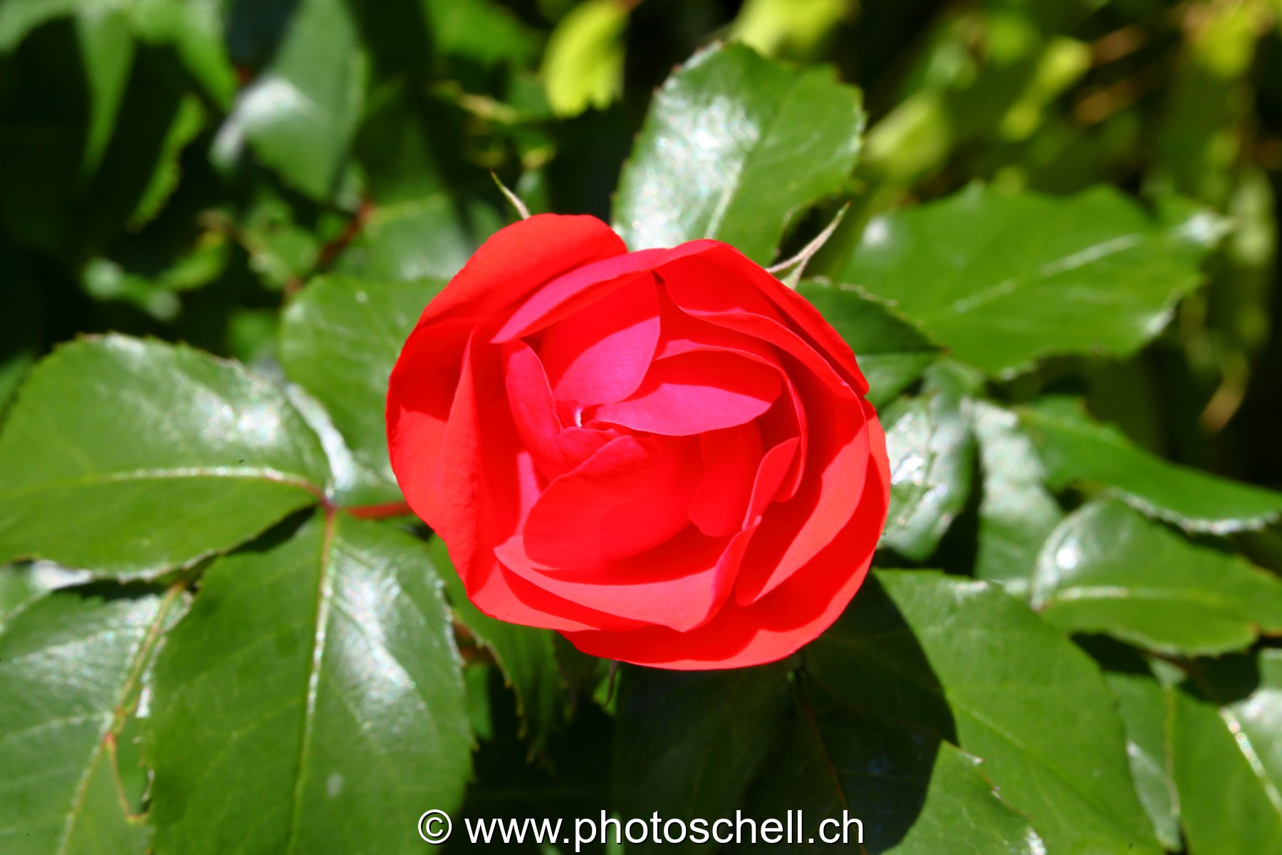 Photo 401